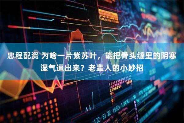 忠程配资 为啥一片紫苏叶，能把骨头缝里的阴寒湿气逼出来？老辈人的小妙招
